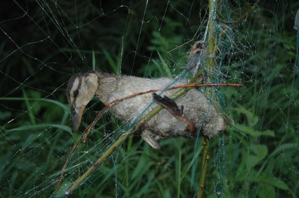 Жалоба алтайского эколога Грибкова президенту России на Ишутина и
Ключникова. Документальная публикация.