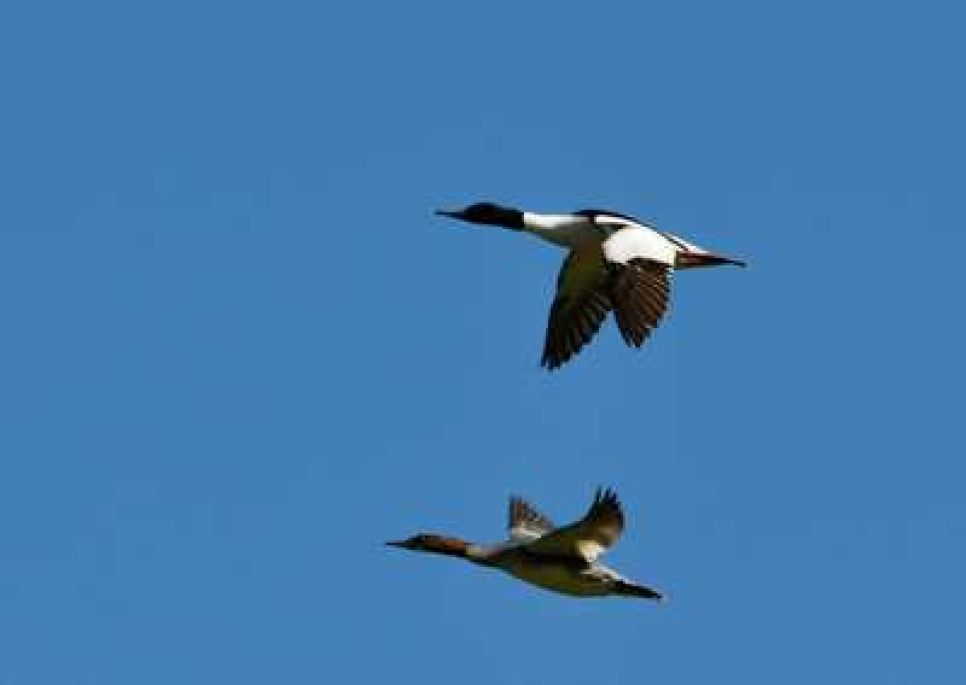 Замдиректора Тигирекского заповедника Павел Деришев: от
весенней охоты в Алтайском крае необходимо отказаться минимум на
10 лет.