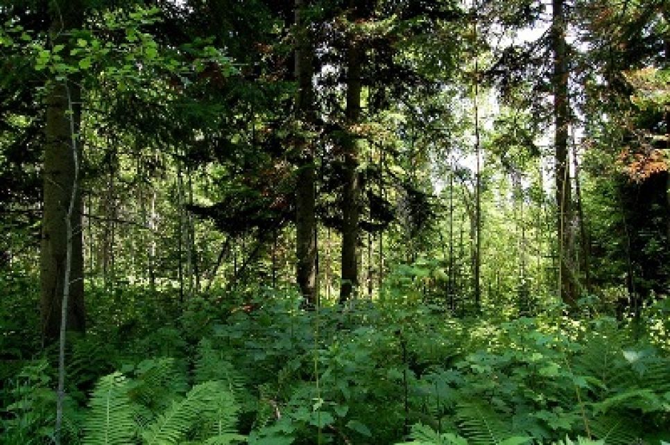 Росприроднадзор по СФО предложил властям Алтайского края
закрыть Залесовский заказник. Экологи собирают подписи против этой инициативы.