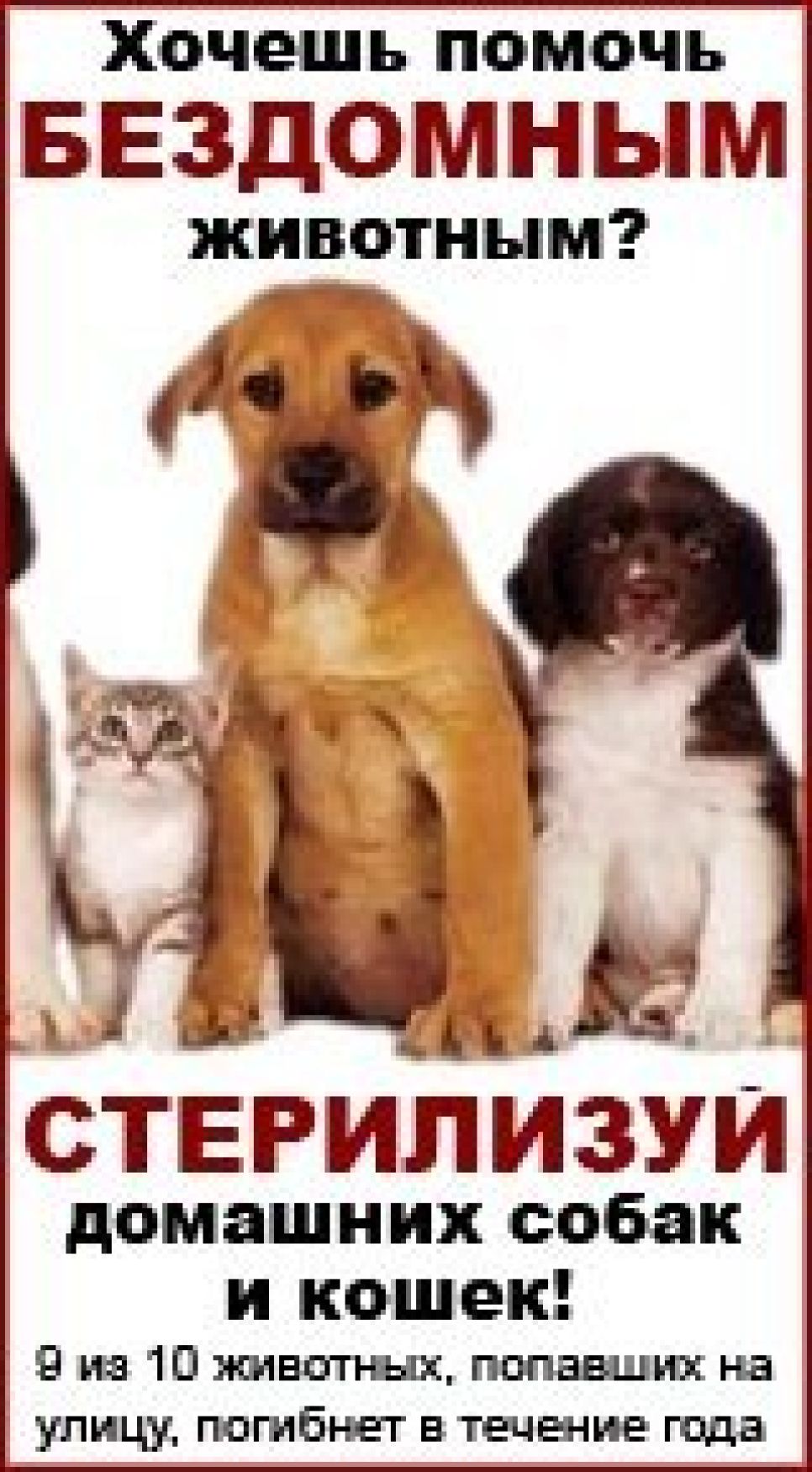 Приют "Ласка" получил грант на  бесплатную стерилизацию собак, охраняющих предприятия Барнаула.