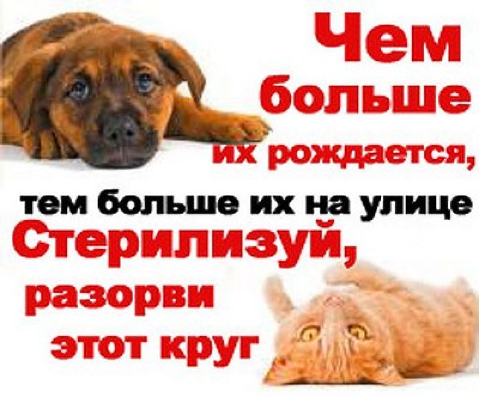 Приют "Ласка" получил грант на  бесплатную стерилизацию собак, охраняющих предприятия Барнаула.