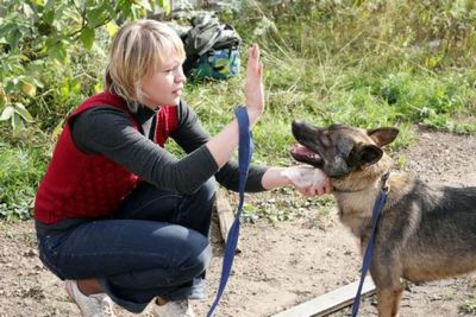 В барнаульском приюте "Ласка" всё лето будет работать бесплатный кинологический кружок.