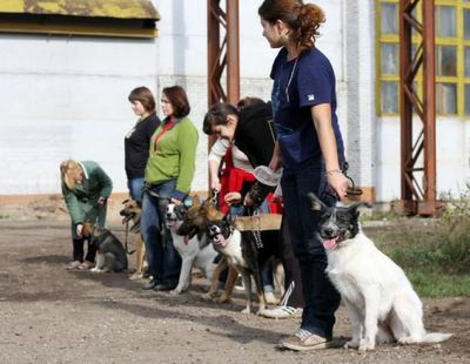 В барнаульском приюте "Ласка" всё лето будет работать бесплатный кинологический кружок.