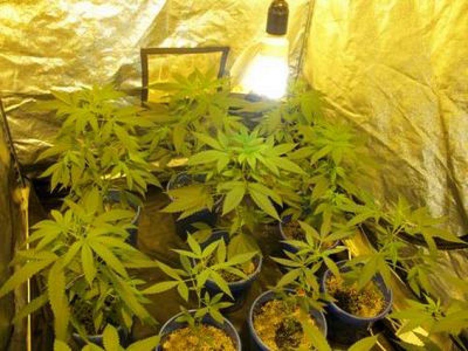 Жительница Барнаула с мужем и знакомым директором ЧОП, в прошлом полицейским, почти два года выращивали и продавали в городе марихуану.