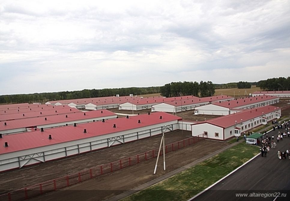 Мегасвинокомплекс "Алтаймясопрома" торжественно   открыли в Тальменском районе. Фото.