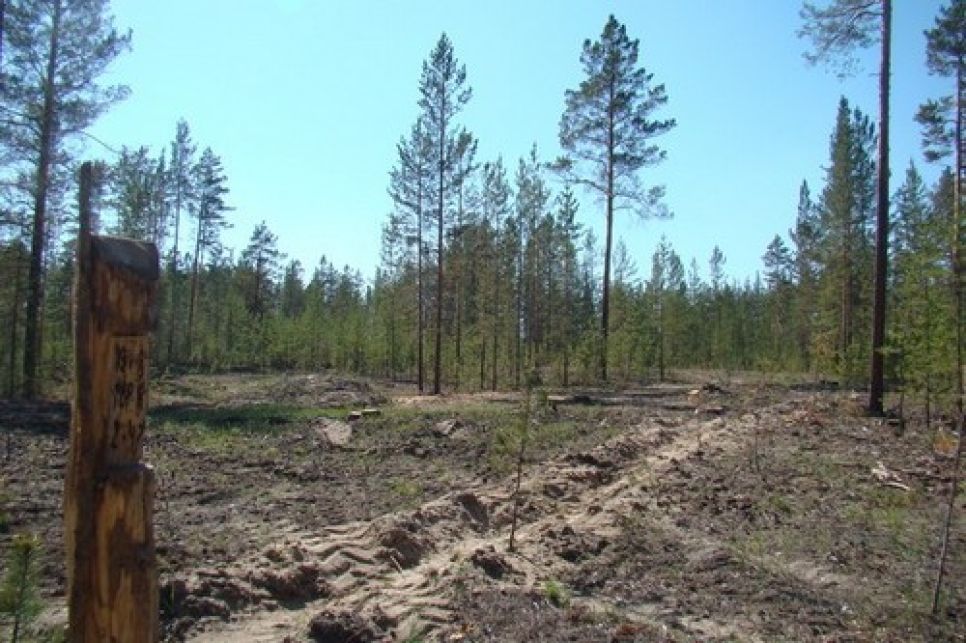 Добиться по суду расторжения договора с арендатором заказника "Егорьевский" просит прокуратуру депутат райсовета.