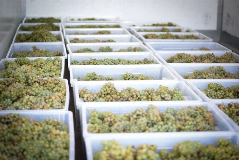 Урожай-2012 на "французском" винограднике "Алтайспиртпрома" составил 2,7 тонн. Фото.