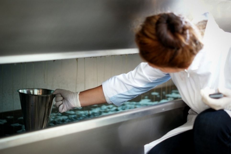 Урожай-2012 на "французском" винограднике "Алтайспиртпрома" составил 2,7 тонн. Фото.