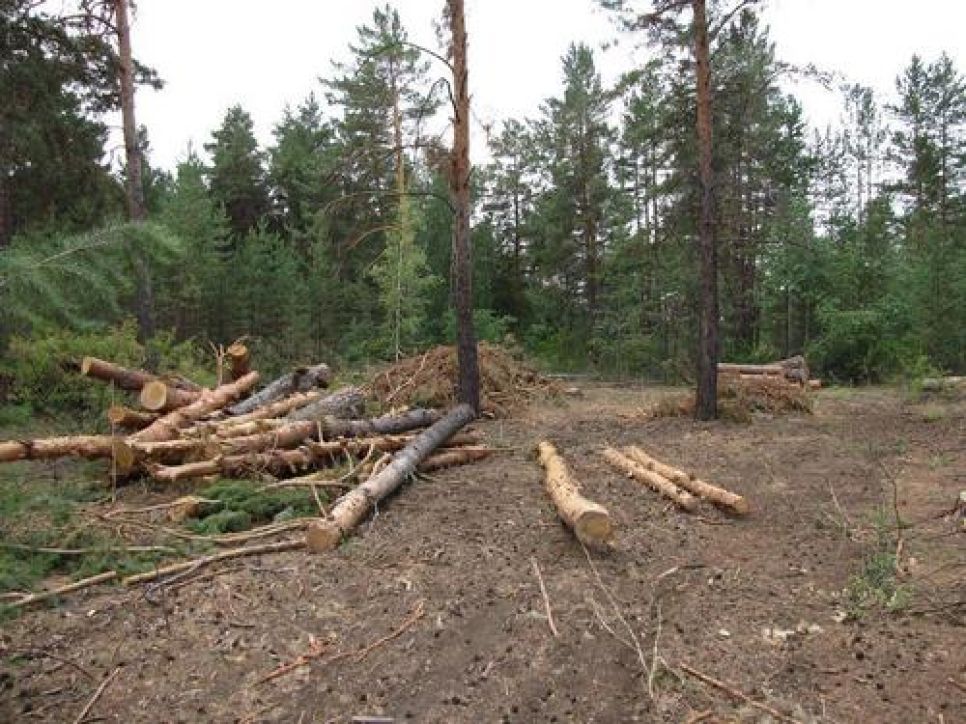 Экологи бьют тревогу по поводу вырубок в заказниках Алтайского края гнездовых участков краснокнижных птиц. Фото.