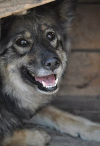 Пикет против убийства бездомных собак пройдет в Барнауле 27 января