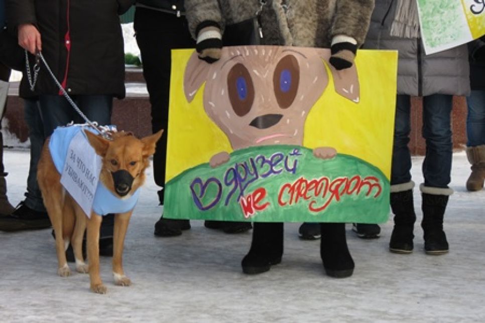 «Защитим бездомных от бездушных»:  пикет против убийства бродячих собак собрал в Барнауле более 150 человек. Фоторепортаж