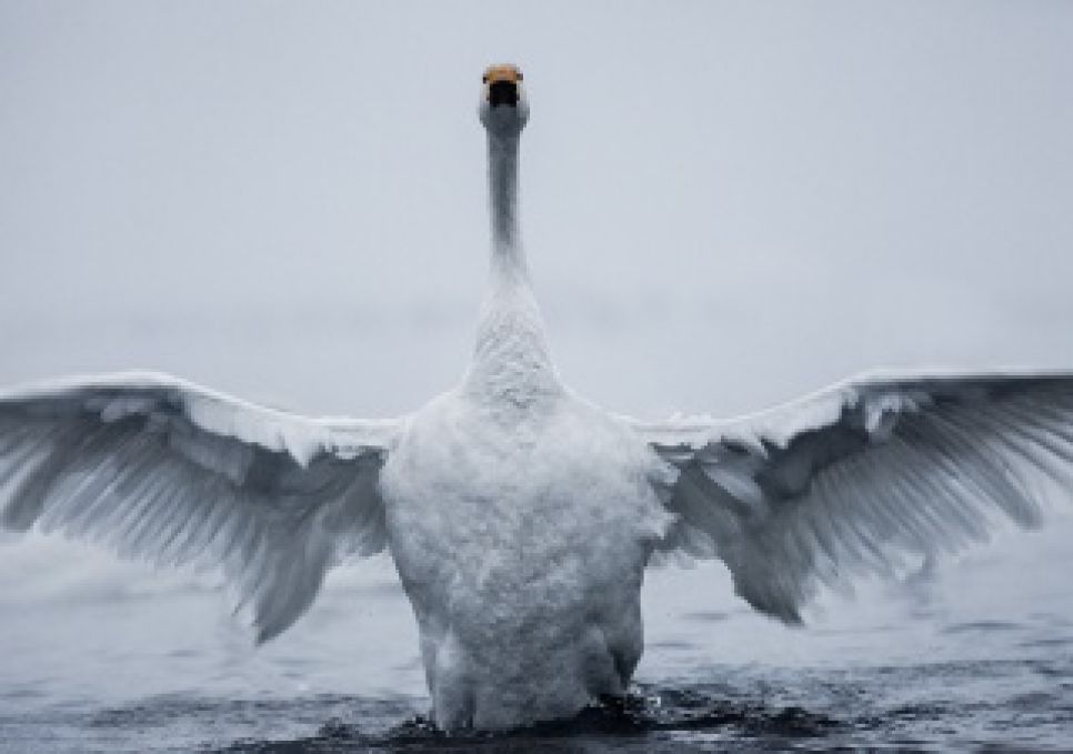 Фоторассказ про алтайский «Лебединый» заказник представят посетителям Дарвиновского музея