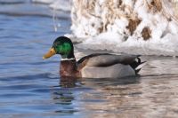 Алтайские экологи назвали несколько причин<span style=