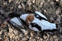 Алтайские экологи назвали несколько причин, по которым весеннюю охоту следует полностью запретить