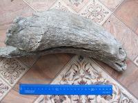 Рог древнего буйвола нашли строители в карьере в Майминском районе