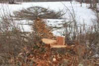 Более 70 вековых лиственниц вырубили в Горном Алтае «черные лесорубы»