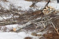 Более 70 вековых лиственниц вырубили в Горном Алтае «черные лесорубы»