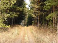 Пользователи сети Интернет считают главной достопримечательностью Алтайского края сосновые ленточные боры