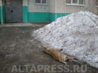 Трупы собак долгое время лежали на улице