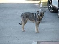 Более 700 бездомных собак уничтожено в Барнауле по заявкам горожан