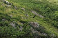 В Алтайском крае открыт для посещения природный заказник «Чарышская степь»