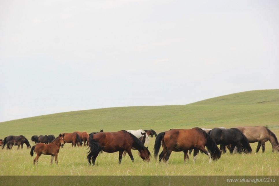 В Алтайском крае открыт для посещения природный заказник «Чарышская степь»