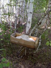 В 20 заказниках Алтайского края купили соль для подкормки животных