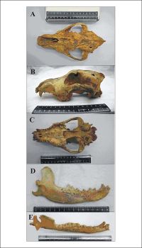 Череп древней алтайской собаки