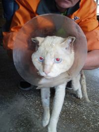 Почти девять тысяч человек требуют наказания для 19-летних живодеров<span style=