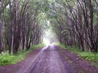 Алтайские экологи обвиняют чиновников в искусственном нагнетании ситуации с распространением жука-полиграфа