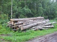 Алтайские экологи обвиняют чиновников в искусственном нагнетании ситуации с распространением жука-полиграфа