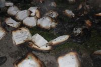 В Республике Алтай проигравший выборы глава района устроил костер из финансовых документов?