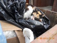 Баки ржавые, без крышек, внутри «куча-мала»: опасные медотходы в Бийске хранятся под открытым небом