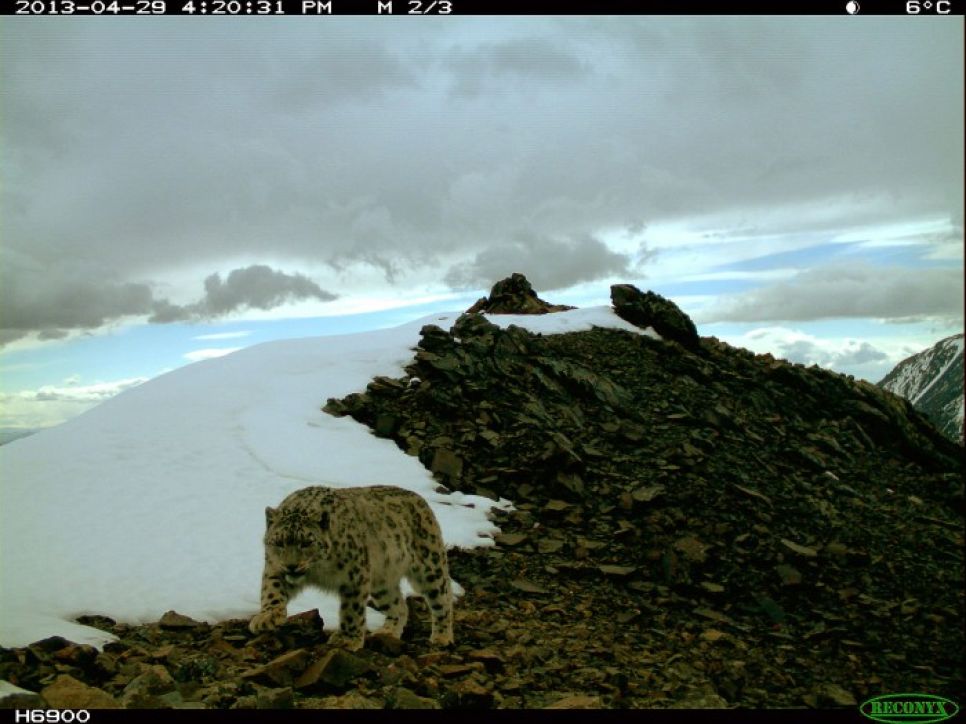 Из Лондона с любовью к алтайским архарам и снежному барсу