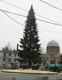 городкая елка в Бийске