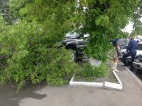 Барнаульская автоледи на Toyota Land Cruiser сбила дерево и ретировалась с места ДТП