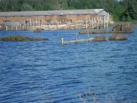 Алтайские власти обещают помочь крестьянам на затопленных территориях — фермеры жалуются<span style=