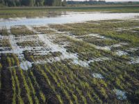 Алтайские власти обещают помочь крестьянам на затопленных территориях - фермеры жалуются, что уже поздно