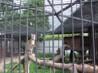 Кошачьим Барнаульского зоопарка в порядке эксперимента предложат живой корм