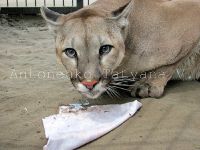 Ученые АлтГУ порадовали валерьянкой хищных кошек в Барнаульском зоопарке