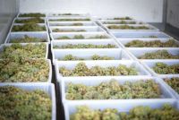 Гендиректор «Алтайспиртпрома» Владимир Вагнер: «До конца года с виноградниками на Алтае ничего не случится»