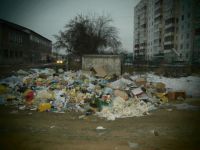 Рубцовчане боятся, что город скоро окажется во власти крыс