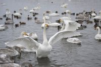 Алтайский турбизнес не жалуется на зимний сезон