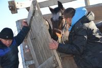 Лошадь из Екатеринбурга попала в ДТП по дороге в Барнаул