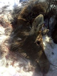 Алтайский егерь устроил фотоохоту на браконьеров в Кислухинском заказнике
