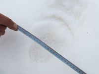 В Республике Алтай ученые «воскресили» вид медведя, считавшийся вымершим