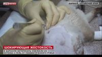 В Барнауле котенка расстреливали из пневматического ружья