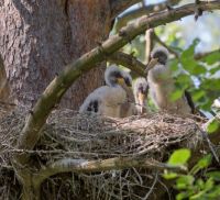 Экспертам вопреки: краснокнижные животные в Алтайском крае размножаются несмотря на рубки?
