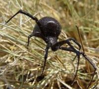 Иногда они возвращаются: «черная вдова» может проникнуть на Алтай из Казахстана