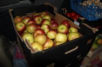 В Алтайском крае уничтожили первый центнер «запретных плодов»